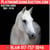 Horse ad