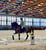 Horse ad