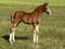 Annuncio cavallo