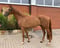 Paardadvertentie