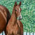 Horse ad