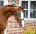 Annuncio cavallo