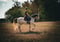 Horse ad