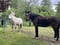 Horse ad