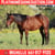 Horse ad
