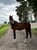 Horse ad