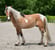 Annuncio cavallo