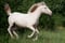 Horse ad