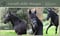 Horse ad