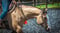 Horse ad