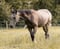 Horse ad
