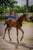 Horse ad