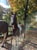 Horse ad