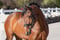 Anuncio de caballos