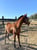 Annuncio cavallo
