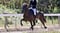 Horse ad