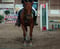 Horse ad