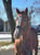 Horse ad