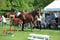 Annuncio cavallo