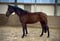 Horse ad