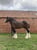 Horse ad