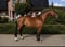 Horse ad