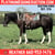 Horse ad