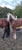 Annonce cheval