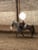 Horse ad