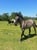 Horse ad