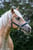 Horse ad