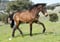 Annuncio cavallo