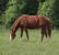Horse ad
