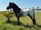 Horse ad
