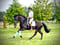 Horse ad