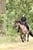 Horse ad
