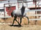 Horse ad