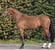 Annuncio cavallo