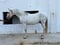 Annuncio cavallo