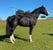 Horse ad