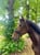 Annonce cheval