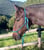 Horse ad