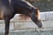 Horse ad