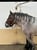 Annuncio cavallo