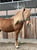 Annuncio cavallo