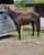 Horse ad