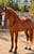 Anuncio de caballos