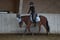 Horse ad