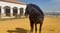 Annuncio cavallo