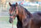 Annuncio cavallo